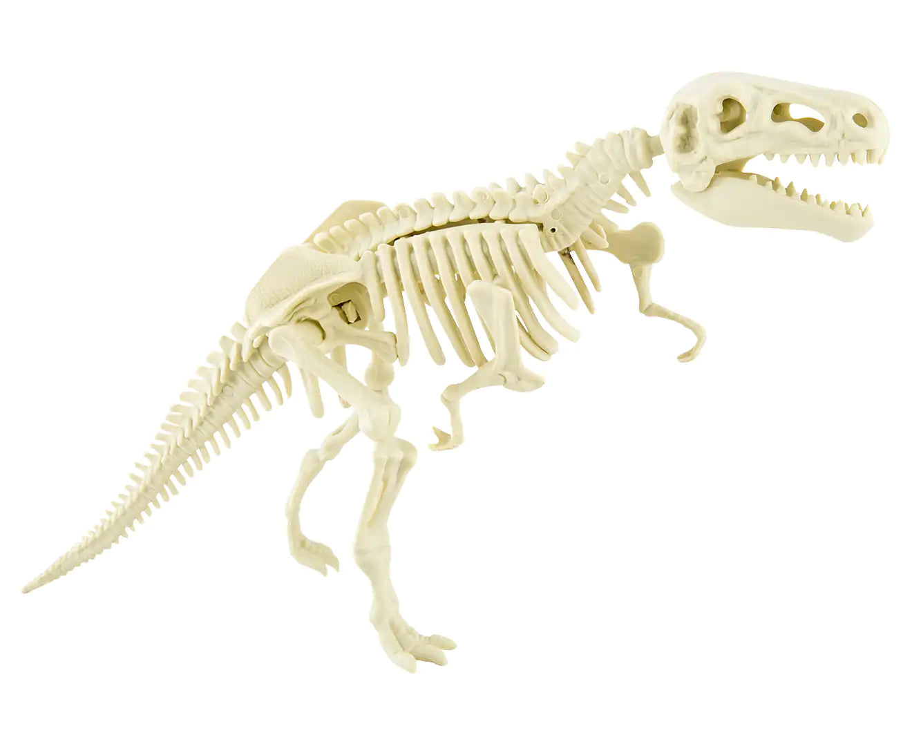 T-Rex Skeleton Fossil Assembly