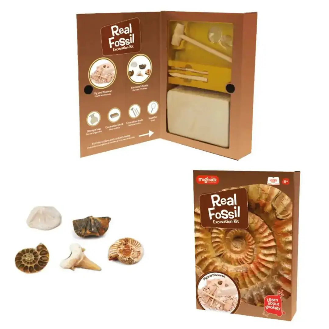 Educational Fossil Dig Kit